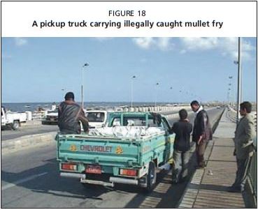 A pickup truck carrying illegally caught mullet fry