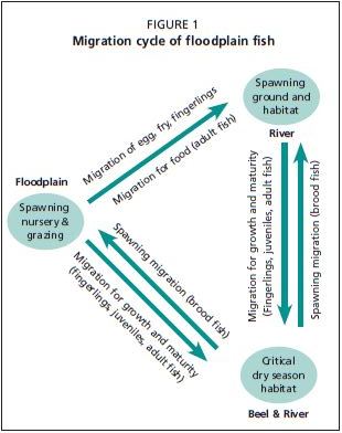 Migration cycle of floodplain fish