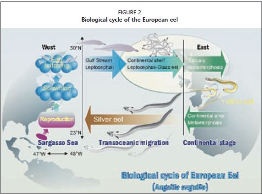 Biological cycle of the European eel