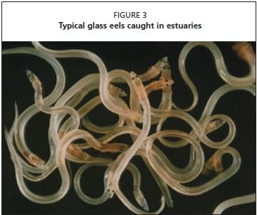 Typical glass eels caught in estuaries
