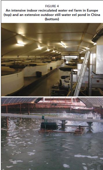 An intensive indoor recirculated water eel farm in Europe (top) and an extensive outdoor still water eel pond in China (bottom)