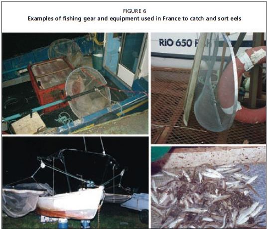 Examples of fishing gear and equipment used in France to catch and sort eels
