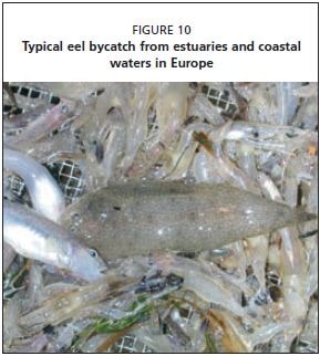Typical eel bycatch from estuaries and coastal waters in Europe