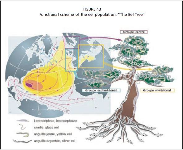 Functional scheme of the eel population: “The Eel Tree”