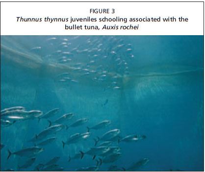Thunnus thynnus juveniles schooling associated with the bullet tuna, Auxis rochei