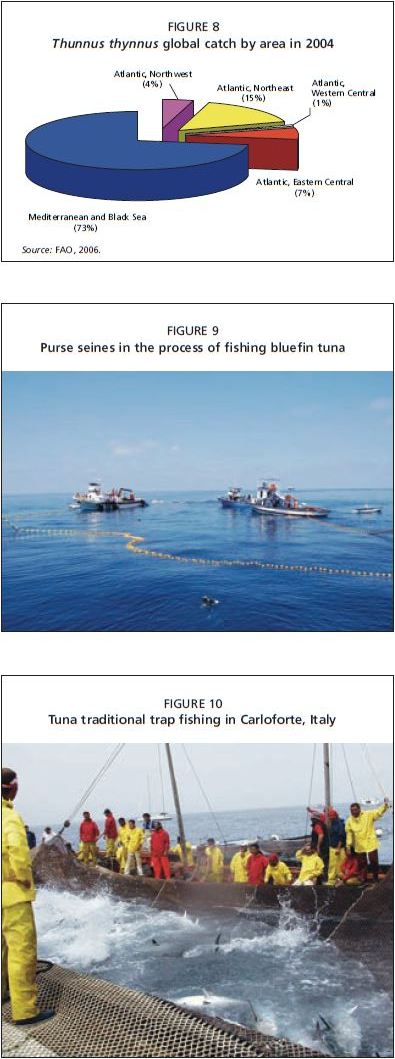 Purse seines in the process of fishing bluefin tuna