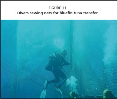 Divers sewing nets for bluefin tuna transfer
