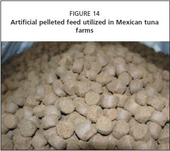 Artificial pelleted feed utilized in Mexican tuna farms