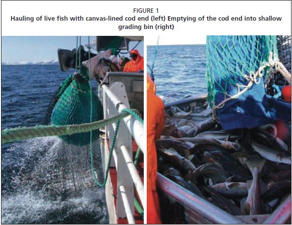 Hauling of live fish with canvas-lined cod end (left) Emptying of the cod end into shallow grading bin (right)