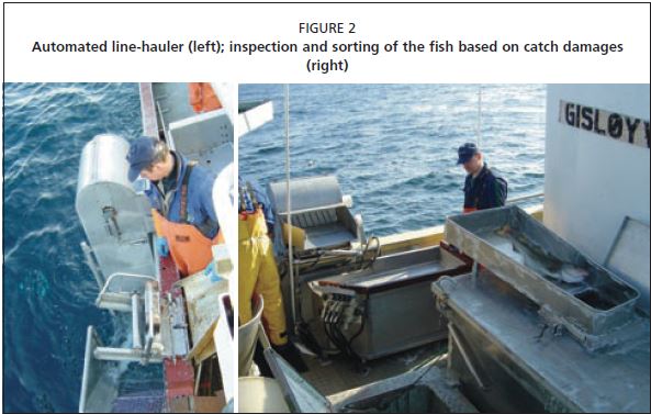 Automated line-hauler (left); inspection and sorting of the fish based on catch damages (right)