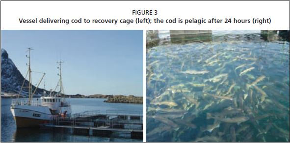 Vessel delivering cod to recovery cage (left); the cod is pelagic after 24 hours (right)