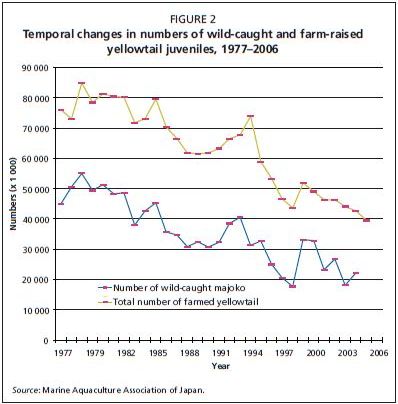 Temporal changes in numbers of wild-caught and farm-raised yellowtail juveniles, 1977–2006