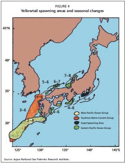 Yellowtail spawning areas and seasonal changes Source: Japan National Sea Fisheries Research Institute.