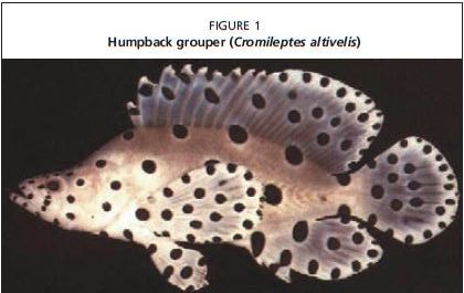 Humpback grouper (Cromileptes altivelis)