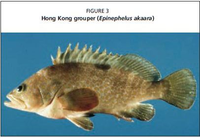 Hong Kong grouper (Epinephelus akaara)