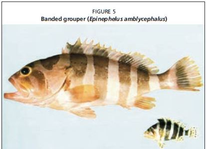  Banded grouper (Epinephelus amblycephalus)