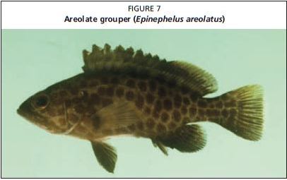 Areolate grouper (Epinephelus areolatus)