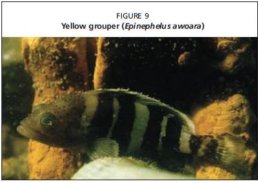Yellow grouper (Epinephelus awoara)