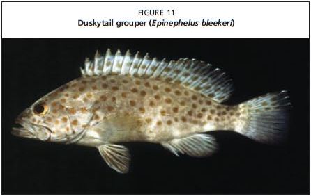 Duskytail grouper (Epinephelus bleekeri)