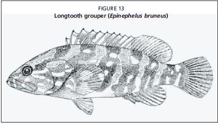Longtooth grouper (Epinephelus bruneus)