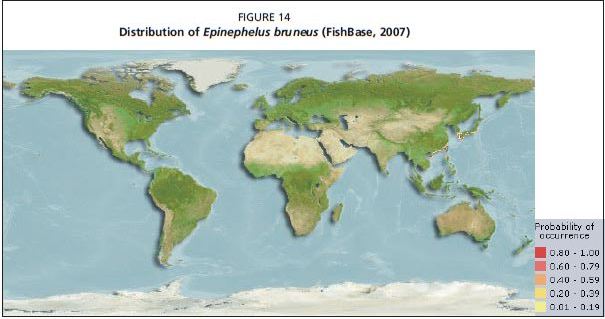 Distribution of Epinephelus bruneus (FishBase, 2007)