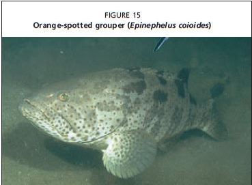 Orange-spotted grouper (Epinephelus coioides)