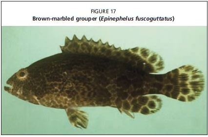 Brown-marbled grouper (Epinephelus fuscoguttatus)