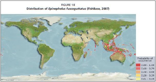 Distribution of Epinephelus fuscoguttatus (FishBase, 2007)