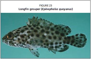 Longfin grouper (Epinephelus quoyanus)