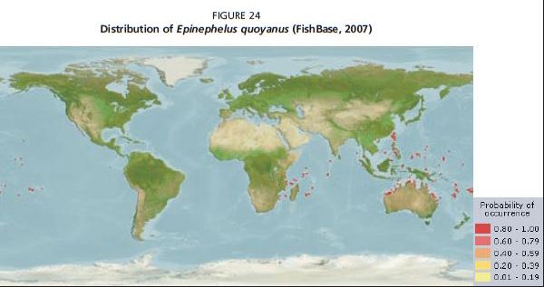 Distribution of Epinephelus quoyanus (FishBase, 2007)