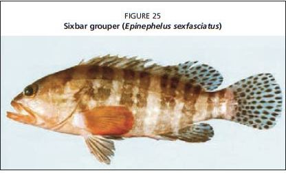 Sixbar grouper (Epinephelus sexfasciatus)