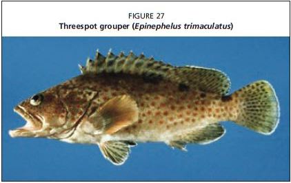 Threespot grouper (Epinephelus trimaculatus)