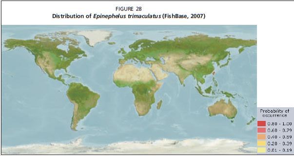 Distribution of Epinephelus trimaculatus (FishBase, 2007)