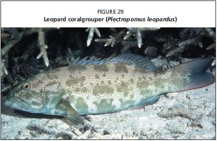 Leopard coralgrouper (Plectropomus leopardus)