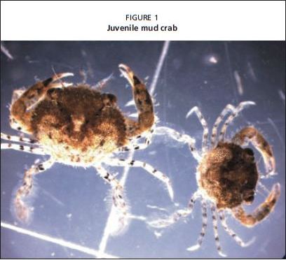 Juvenile mud crab