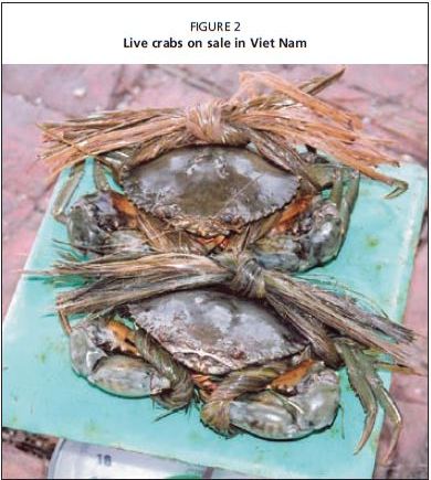 Live crabs on sale in Viet Nam