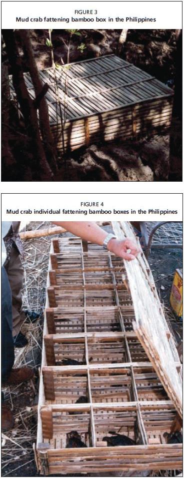 Mud crab individual fattening bamboo boxes in the Philippines