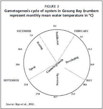 Gametogenesis cycle of oysters in Gosung Bay (numbers represent monthly mean water temperature in ?C)