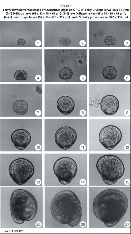 Larval developmental stages of Crassostrea gigas at 27 °C. (1) early D-Shape larva