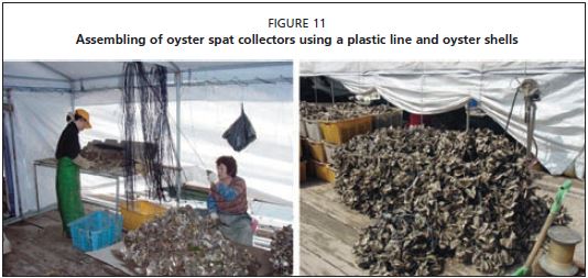 Assembling of oyster spat collectors using a plastic line and oyster shells