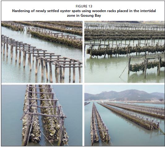 Hardening of newly settled oyster spats using wooden racks placed in the intertidal zone in Gosung Bay