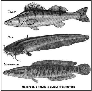 Некоторые хищные рыбы Узбекистана
