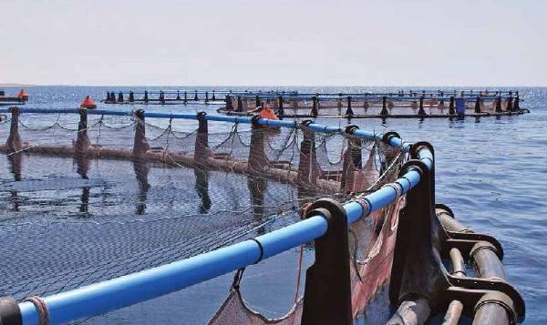 Aquaculture operations in floating HDPE cages