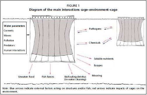Diagram of the main interactions cage–environment–cage