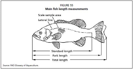 SL is the standard length of the fish.