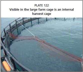 The hand seine is manoeuvred so that the end of the harvest cage is open