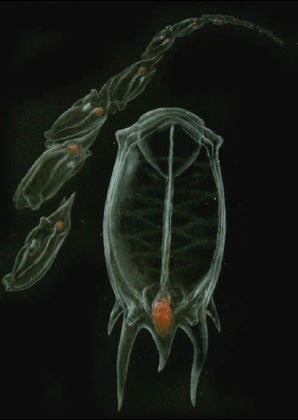 A pelagic tunicate: Salpa (art by A. Gennari).