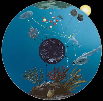 The pathway phytoplankton > herbivorous crustacean plankton > carnivorouszooplankton > fish (art by A. Gennari, graphics by F. Tresca).