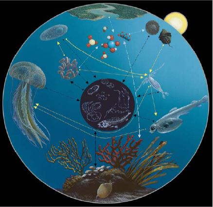  The pathway phytoplankton > crustacean plankton > jellyfish (art by A. Gennari, graphics by F. Tresca).