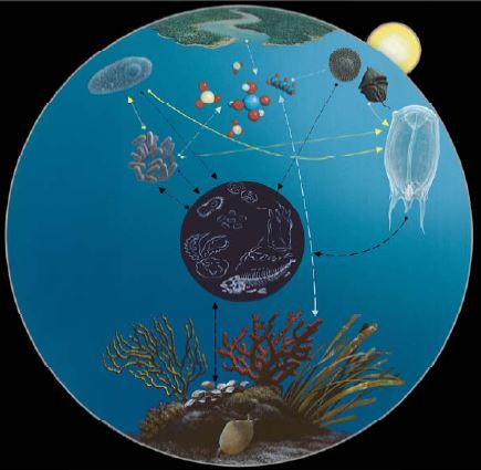 The pathway phytoplankton > herbivorous gelatinous zooplankton (art by A. Gennari, graphics by F. Tresca).